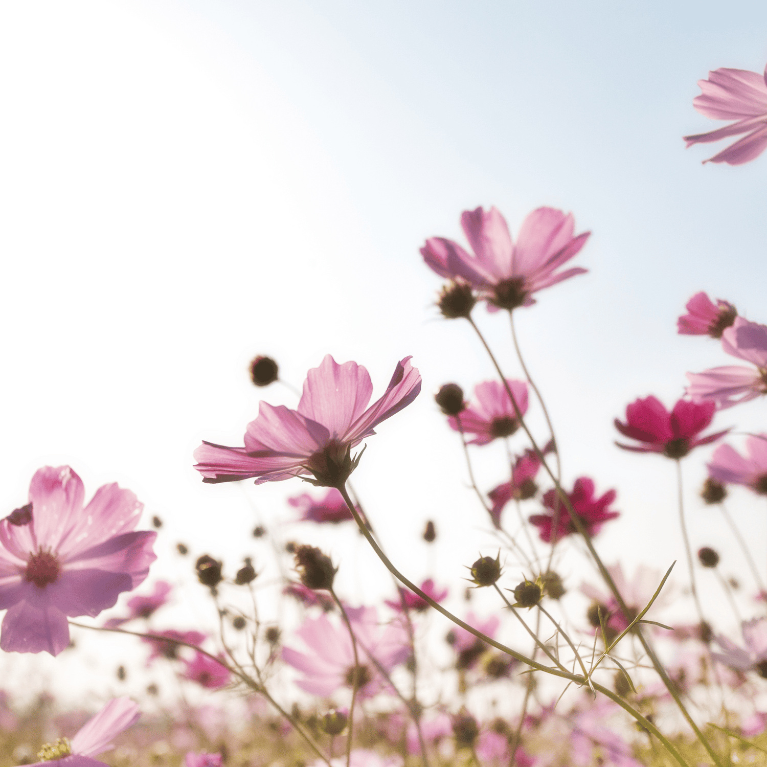 Floral